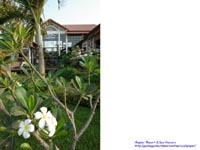 Angkor Resort & Spa �Ƃ��ԁ@�B�e�ꏊ�F�V�F�����A�b�v�A�J���{�W�A