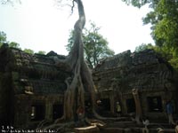 �^�E�v����( Ta Prohm )�@�B�e�ꏊ�F�V�F�����A�b�v�A�J���{�W�A