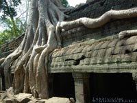 �l�̋��Ȃ��^�E�v����( Ta Prohm )�@�B�e�ꏊ�F�V�F�����A�b�v�A�J���{�W�A