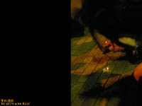 �~�̉ԉ΁@�B�e�ꏊ�F�����s�@����