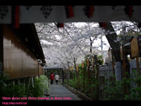 ���{��_�Ђɍ炫�ق���\���C���V�m( Cherry blossoms ) �B�e�ꏊ�F���{��_�� �A��ˎR(OSAKA)