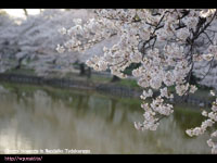 ����r�ƃ\���C���V�m( Cherry blossoms ) �B�e�ꏊ�F����r �A��ˎR(OSAKA)