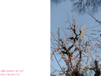 ����̔��~( Japanese apricot. ume ) �B�e�ꏊ�F���� �A�~��