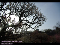 ���~�Ƒ���( Japanese apricot with Osaka castel ) �B�e�ꏊ�F���� �A�~��