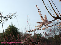 �~��(�g�~)�������]��( Japanese apricot with Osaka castel ) �B�e�ꏊ�F���� �A�~��